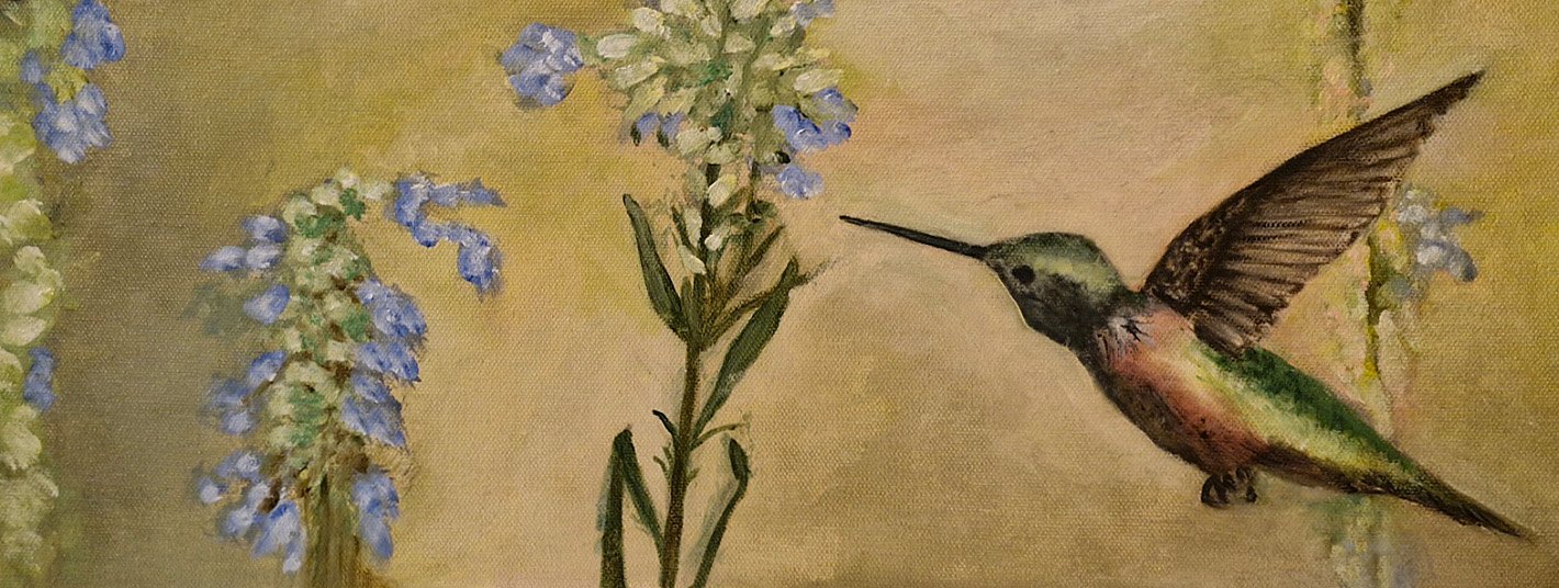 Colibri à queue large — Carmen Cortizo