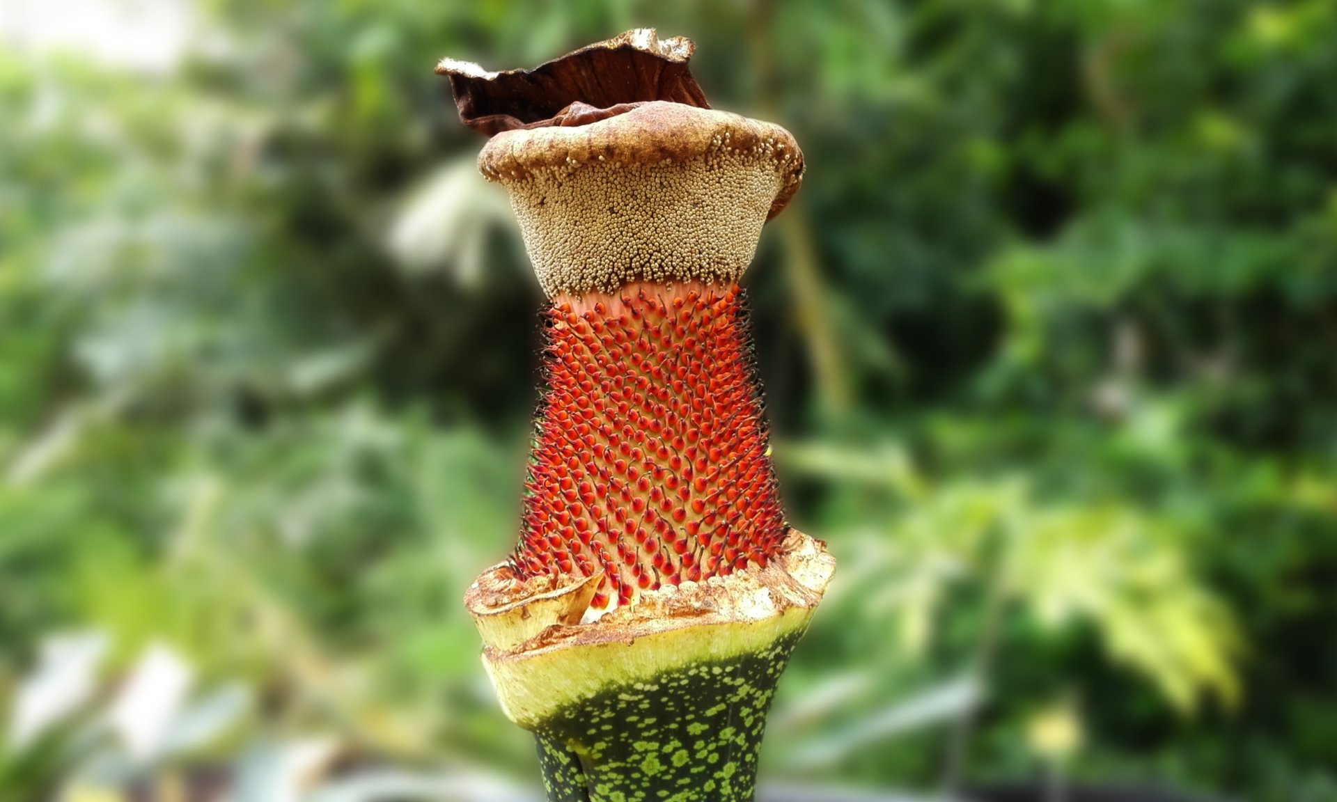 Amorphophallus Leo Sélian — Leo Sélian