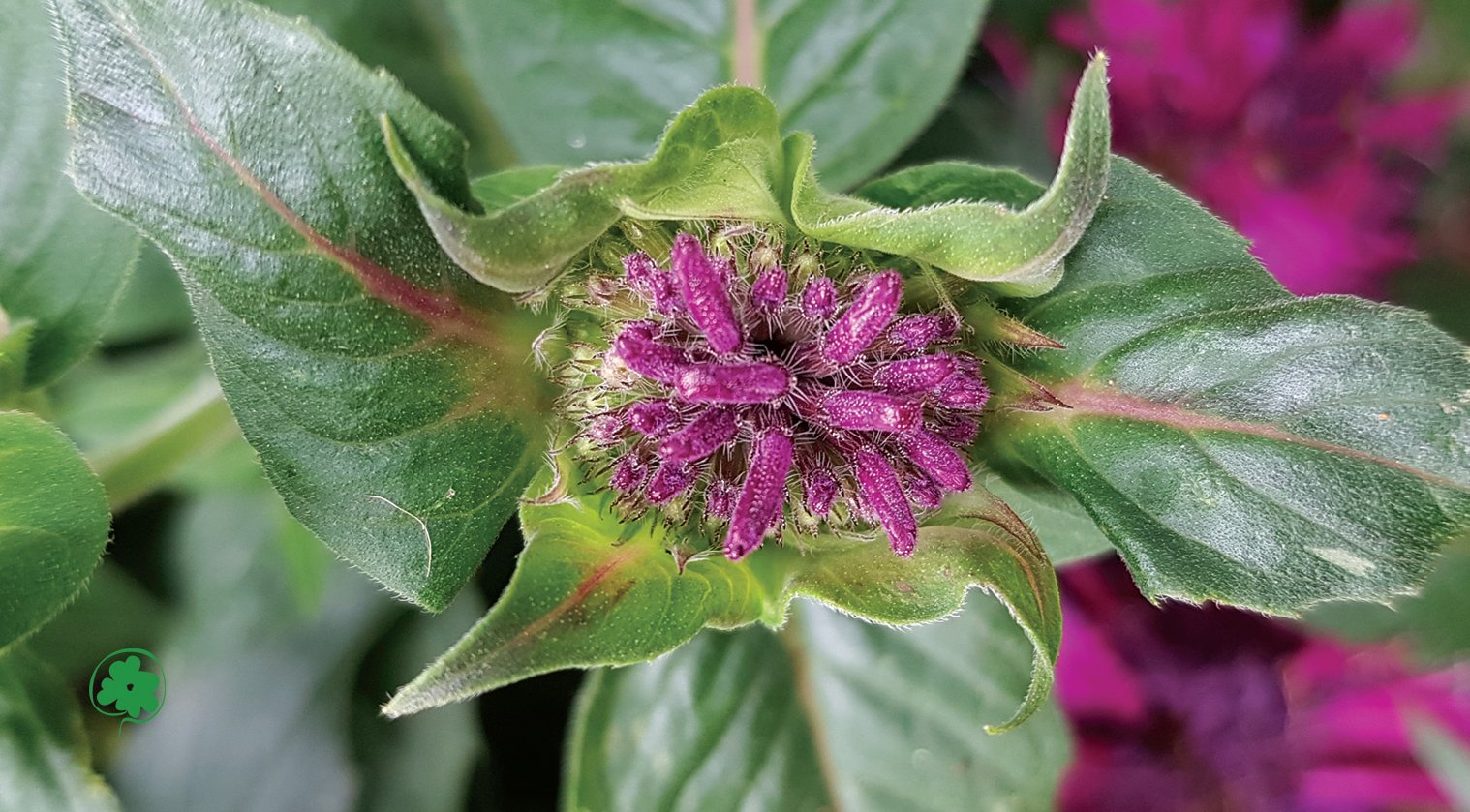 Carte de mon jeu floral : Monarda — Leo Sélian