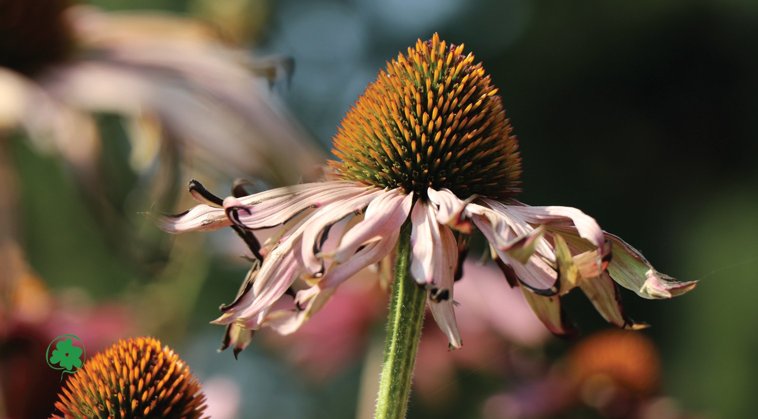 Carte de mon jeu floral : Rudbeckia — Leo Sélian