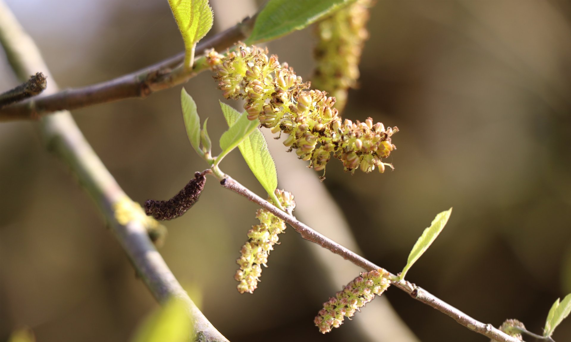 Chatons de Saule – Leo Sélian, Nature Belgique — Leo Sélian
