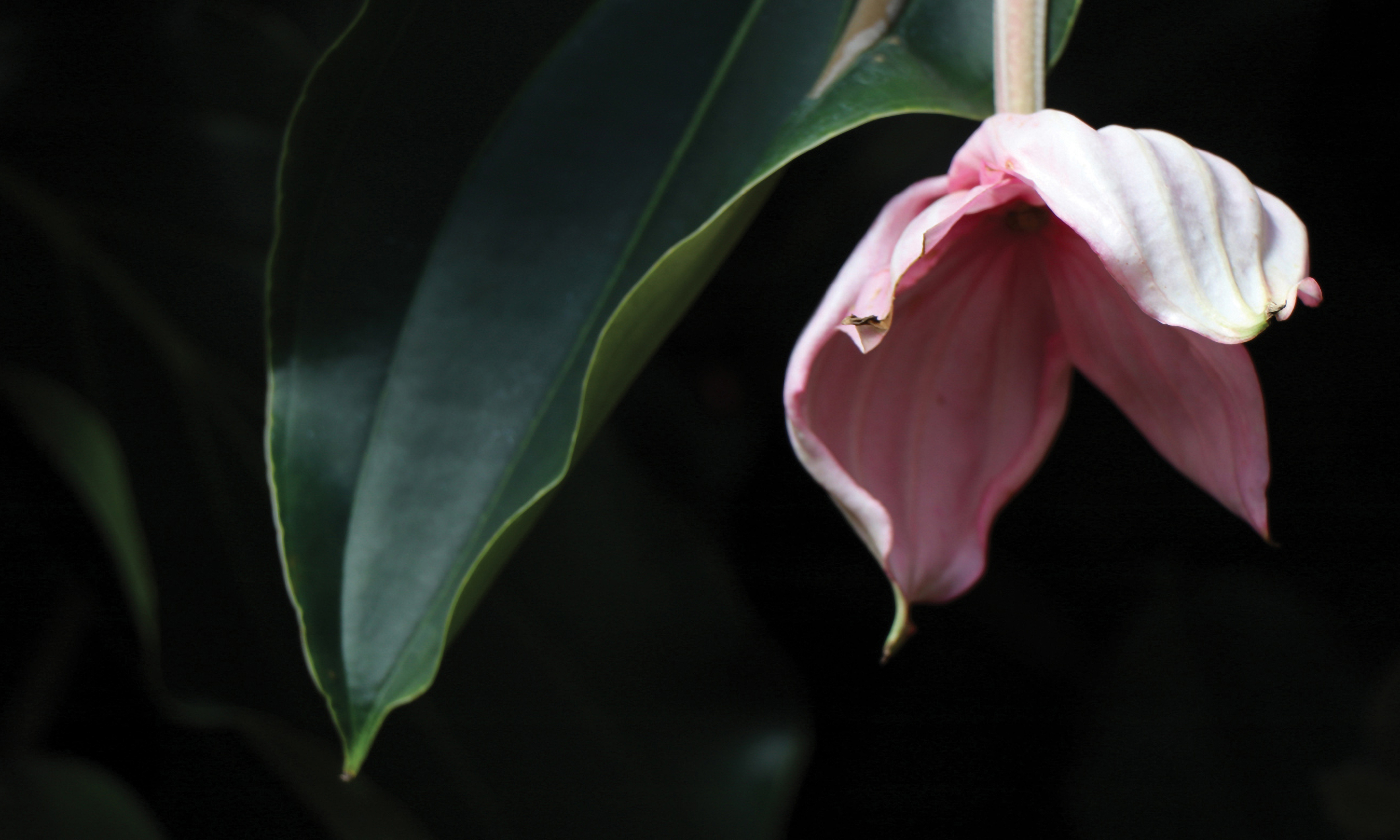 Douce fatigue - Medinilla - Eric Koninckx