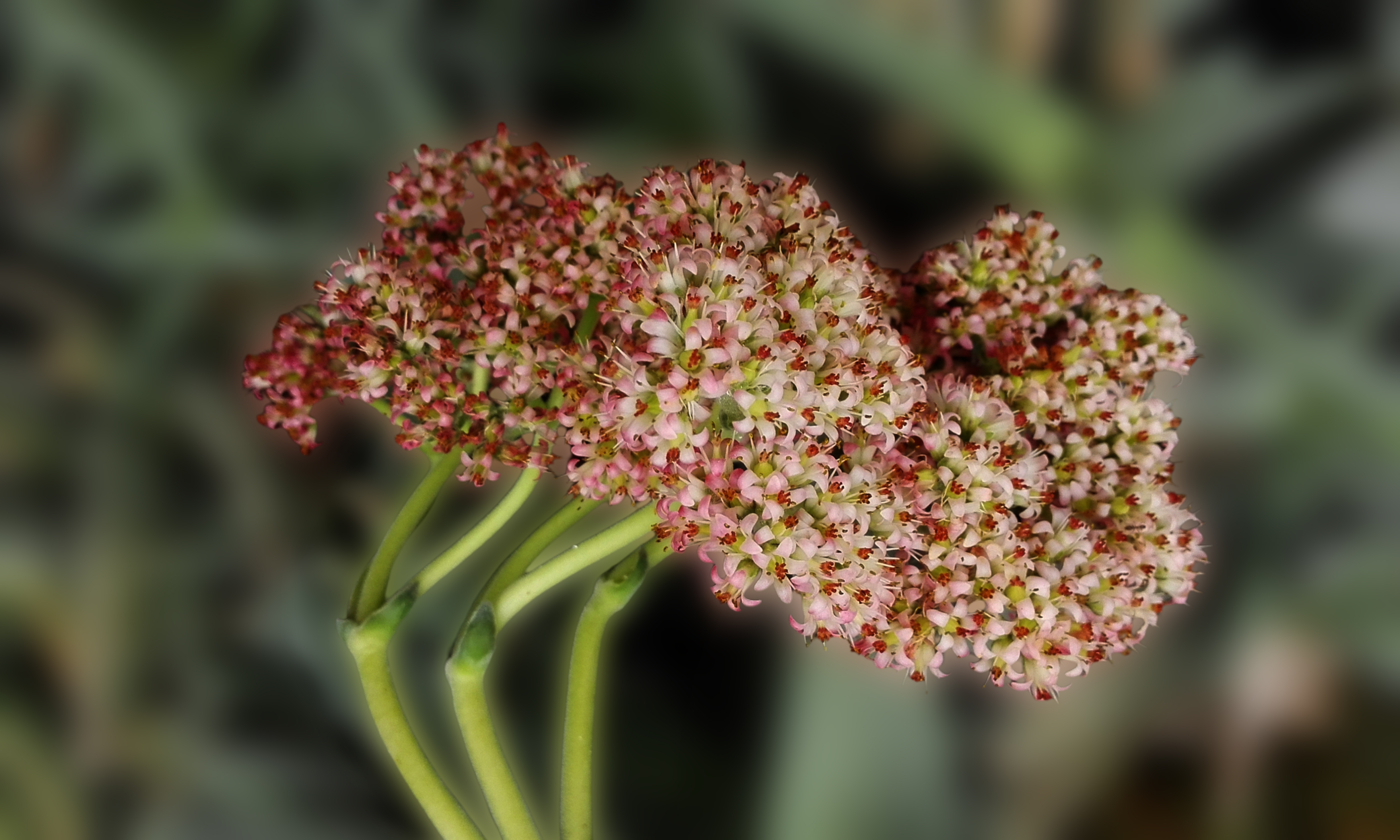 Fleurs de Sédum en Grappes Roses - Eric Koninckx