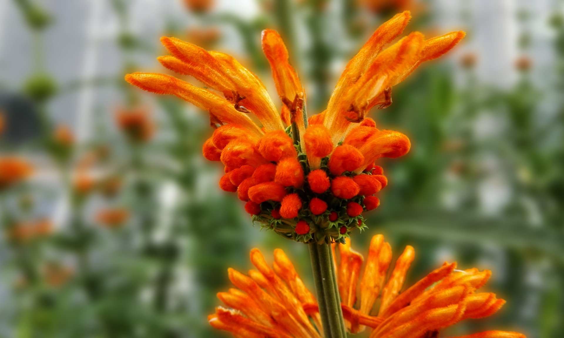 Leonotis leonurus par Leo Sélian — Leo Sélian