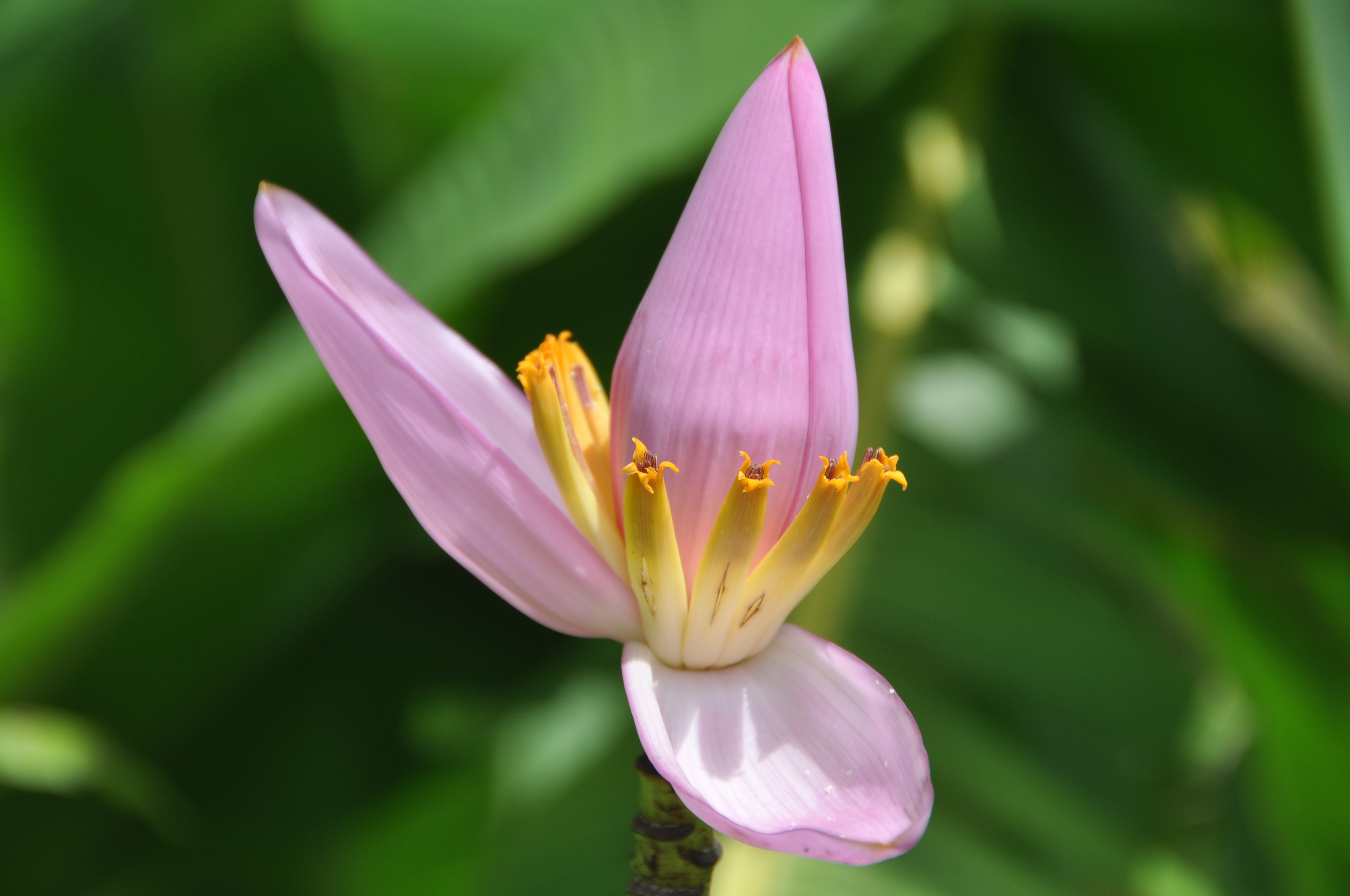 Lotus Rose en Éclosion - Leo Sélian