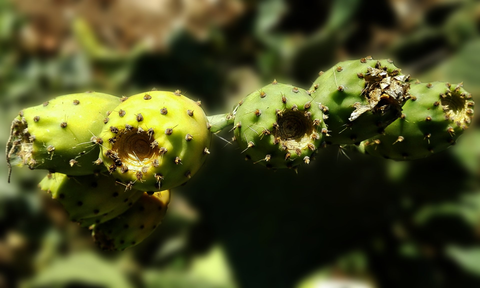 Opuntia en Fleur - Leo Sélian — Leo Sélian