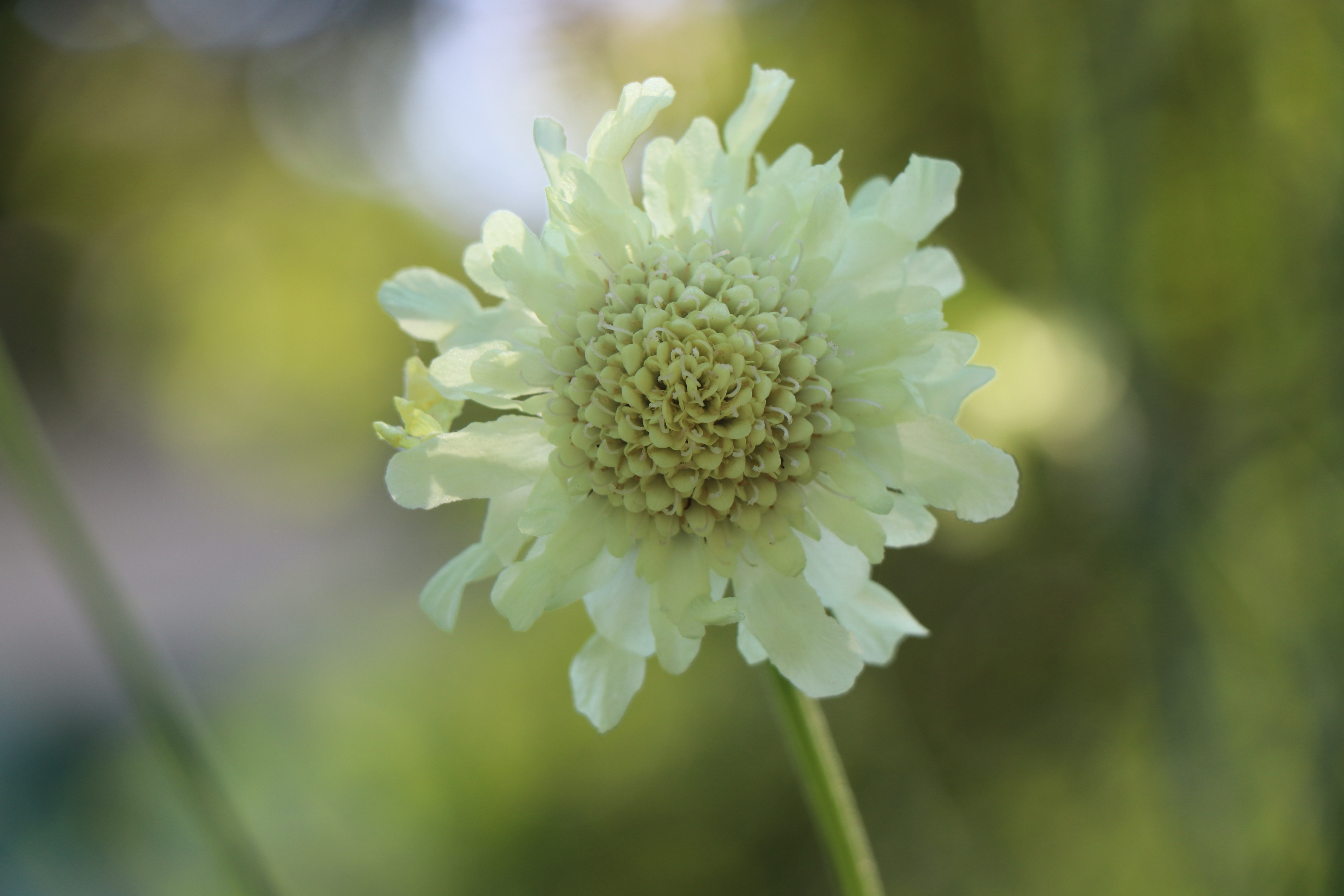 Fleurs en soi