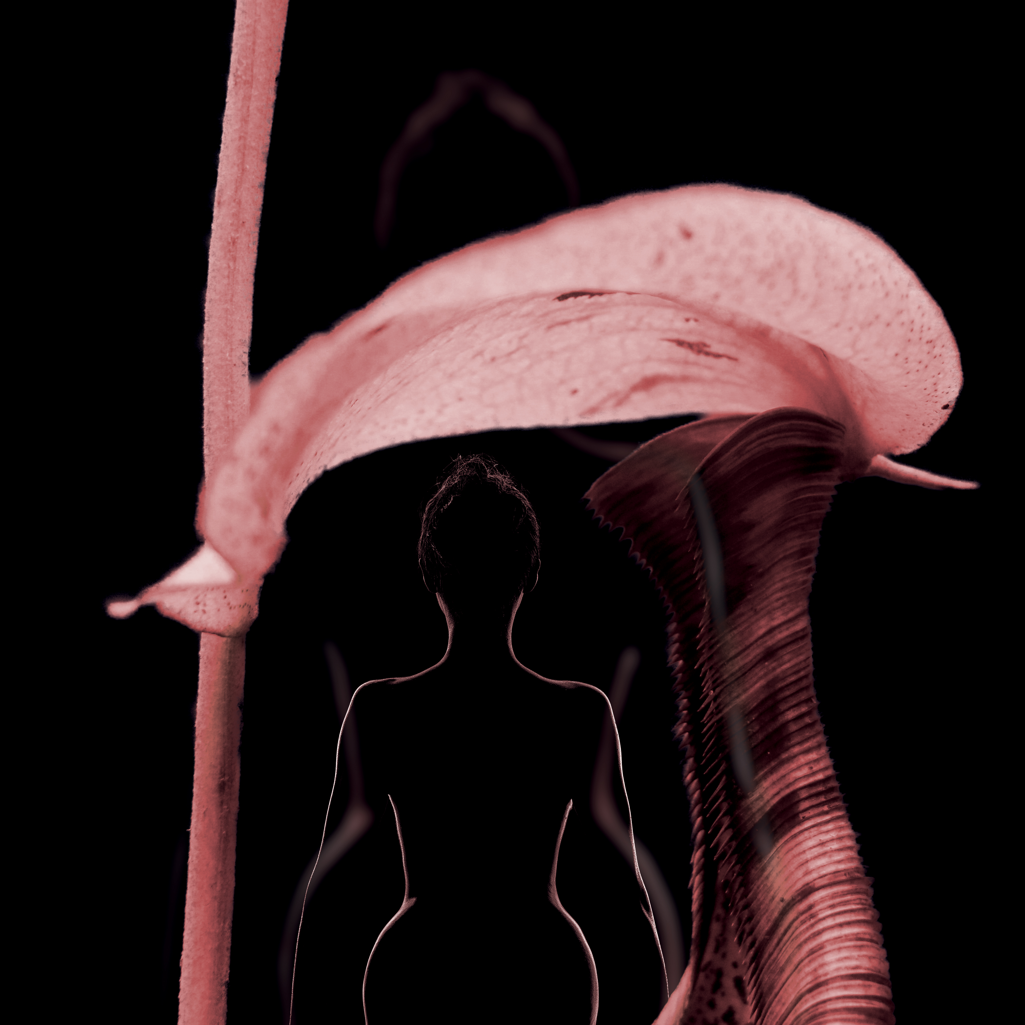 Silhouette et Fleur Carnivore par Eric Koninckx