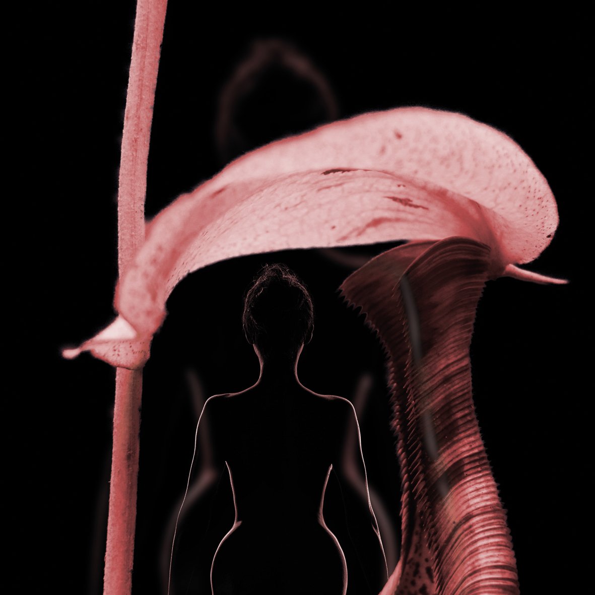 Silhouette et Fleur Charnelle - Leo Sélian