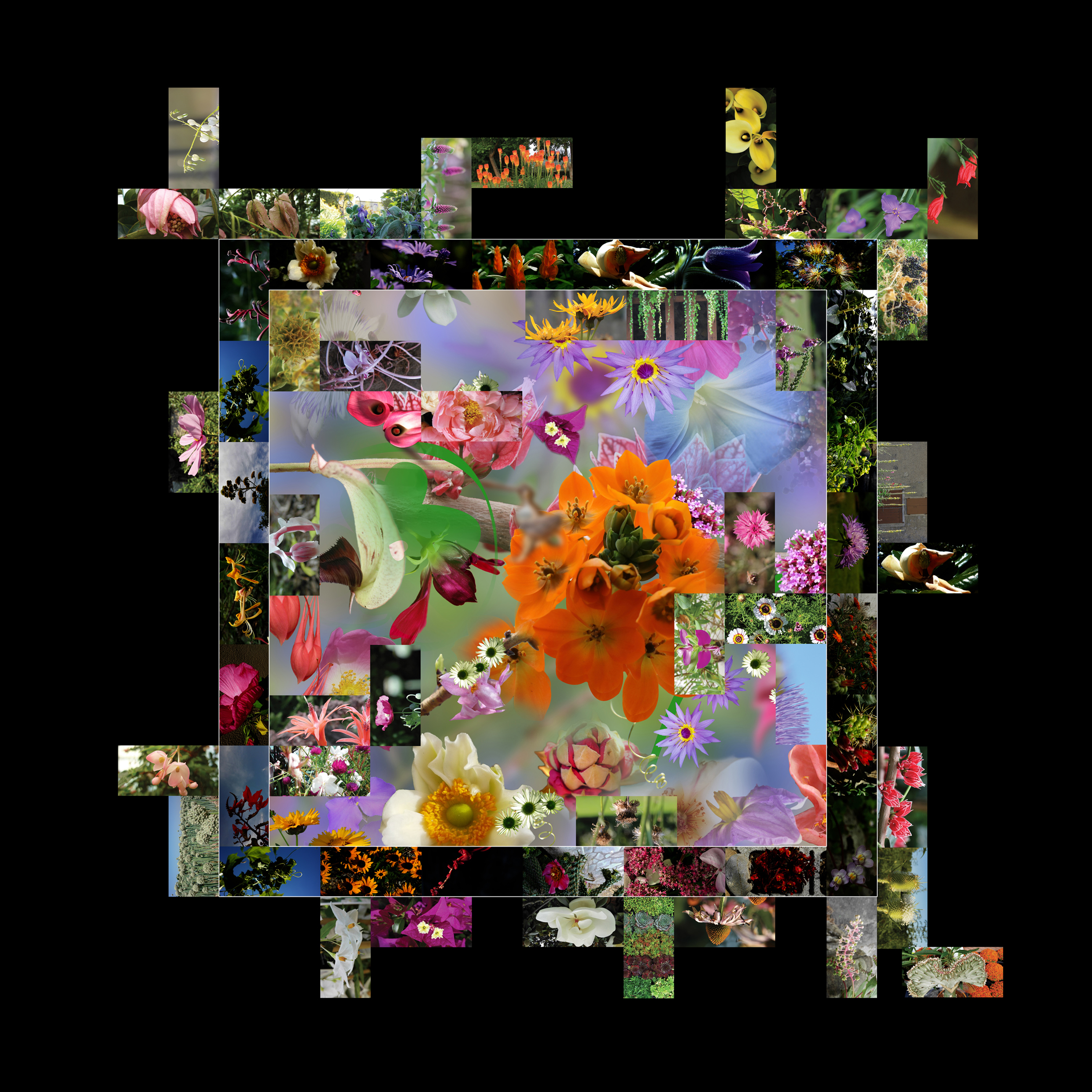 Symphonie Florale Fragmentée par Leo Sélian