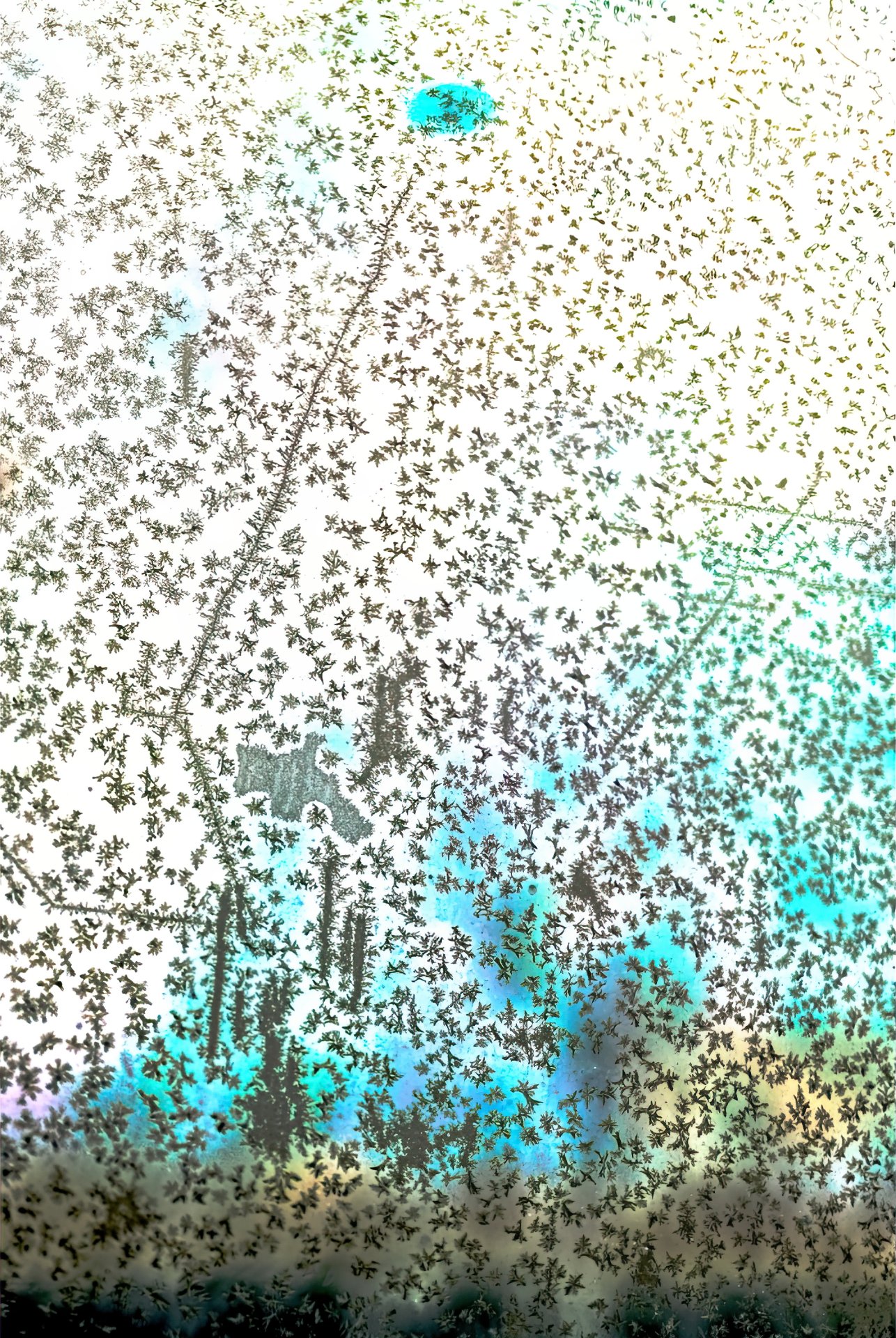 Forêt Fragmentée