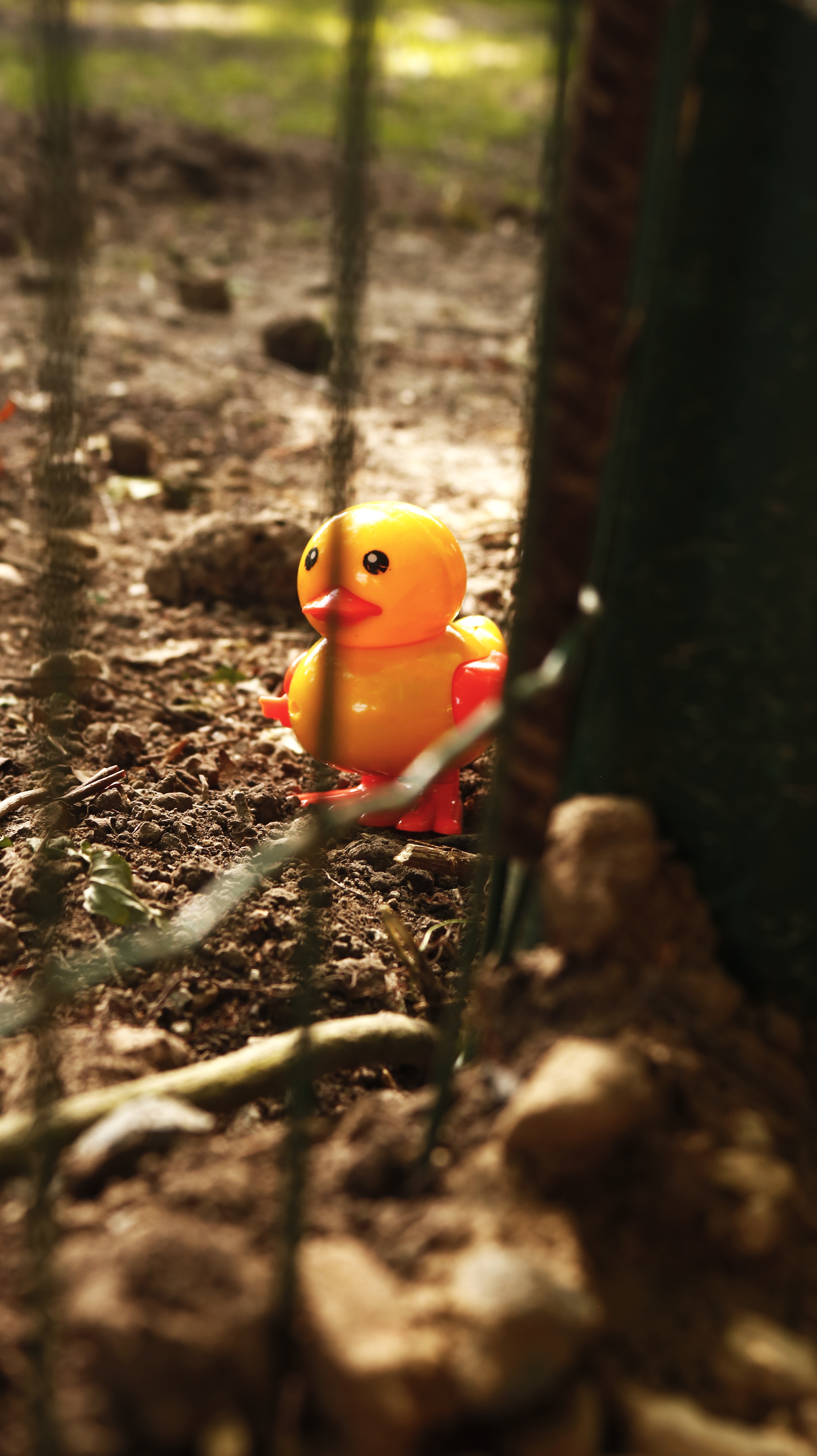 This is a duck (Série "Childlike impressions") - Raphael van Keulen - Bruxelles