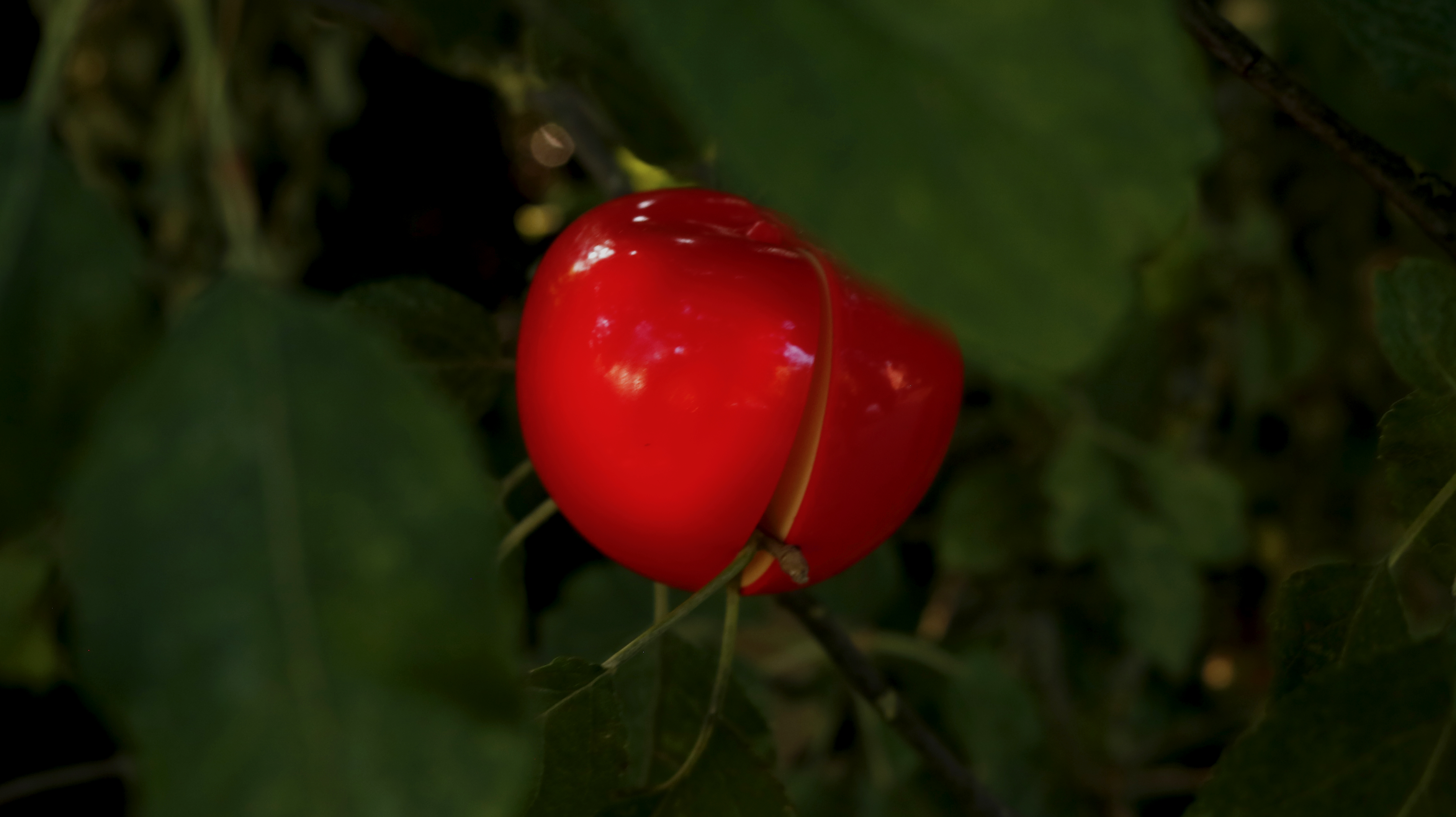 This is an apple (Série "Childlike impressions") - Raphael van Keulen - Bruxelles