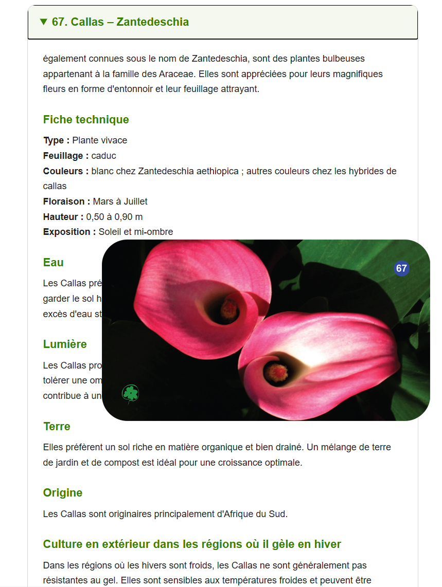 Deux fleurs de Calla (Zantedeschia) aux pétales rose vif en forme d'entonnoir, photographiées par Leo Sélian, avec feuillage vert sombre en arrière-plan. TOUTES LES INFOS SUR LES 72 FLEURS. https://jeufloral.be/les-72-fleurs.html