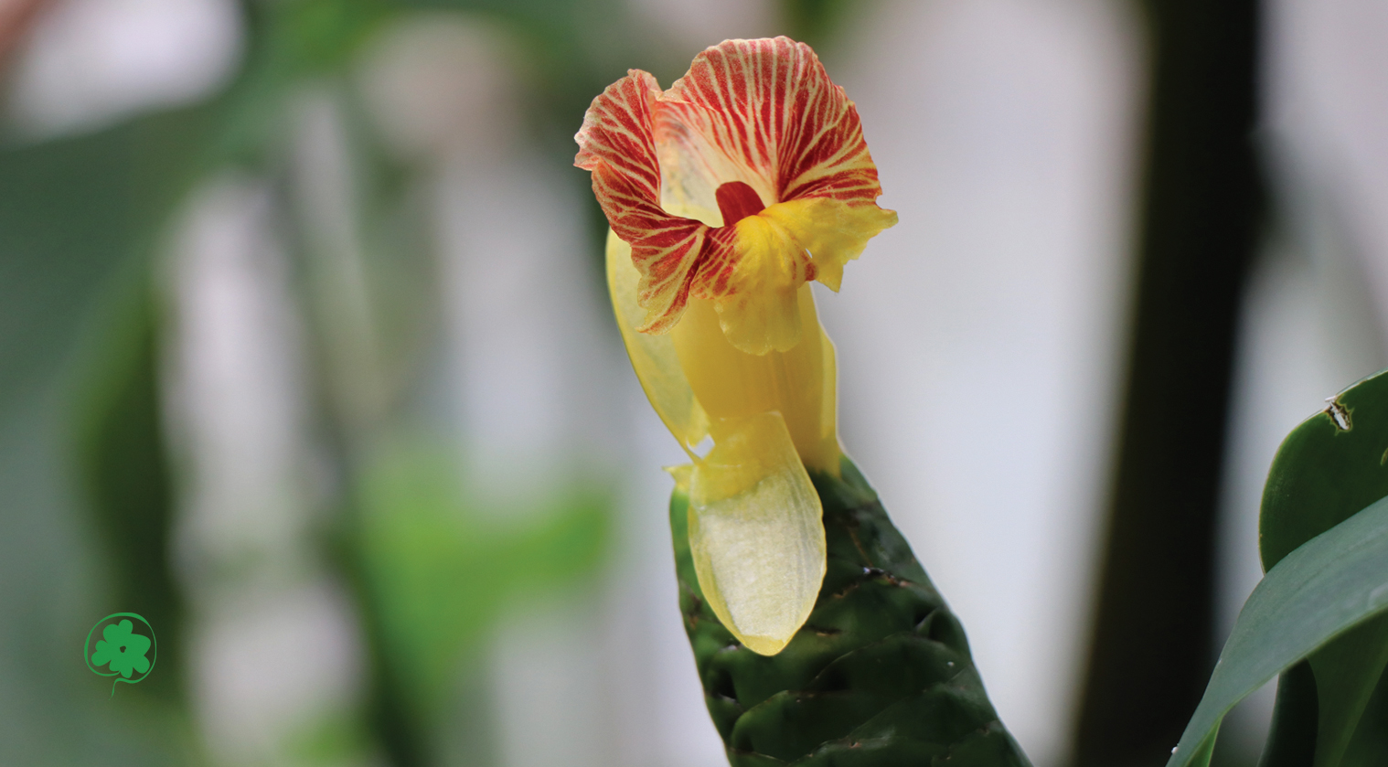Gros plan d'une fleur exotique aux pétales jaunes vifs et sépales rouge orangé finement veinés, photographiée par Leo Sélian en macrophotographie avec un arrière-plan flou vert et blanc. https://jeufloral.be/index.html#commander