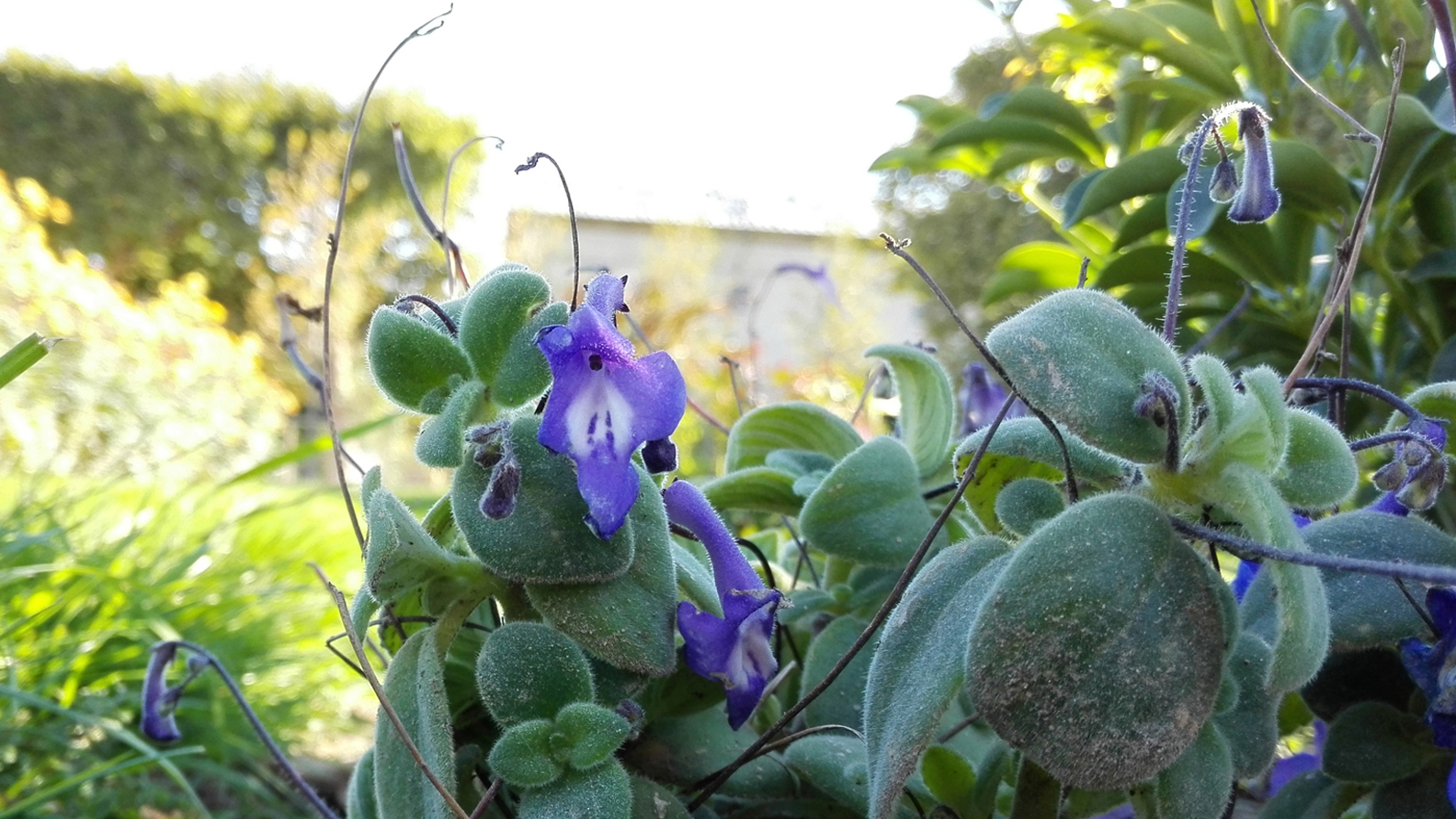 Gros plan sur des fleurs mauves veloutées avec des feuilles grises-vertes couvertes de duvet, tiges sinueuses et bourgeons pourpres, dans un jardin ensoleillé de Bruxelles. https://jeufloral.be/