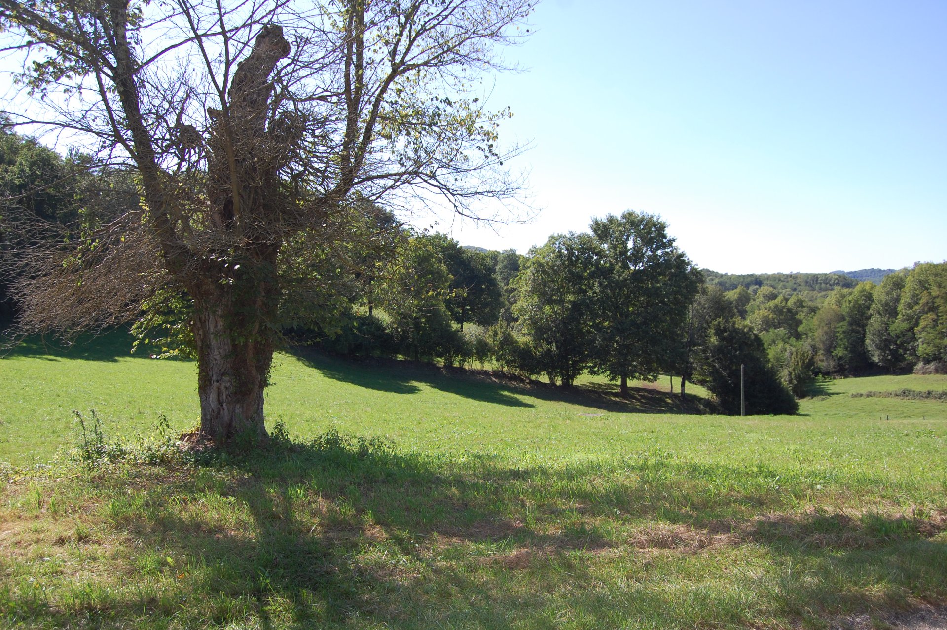 Un grand arbre aux branches nouées domine un pré verdoyant ponctué de chênes, sous un ciel bleu clair. — Leo Sélian
