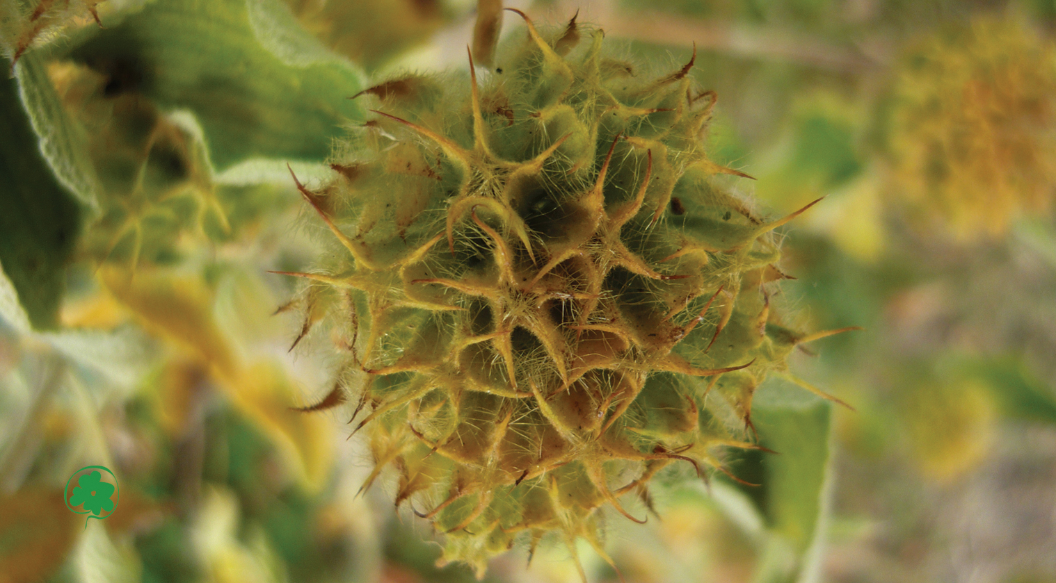 Macrophotographie détaillée d'une capsule de graines hérissée de pointes vertes et brunes, prise par le photographe bruxellois Leo Sélian, avec d'autres structures botaniques floues en arrière-plan. https://jeufloral.be/les-72-fleurs.html