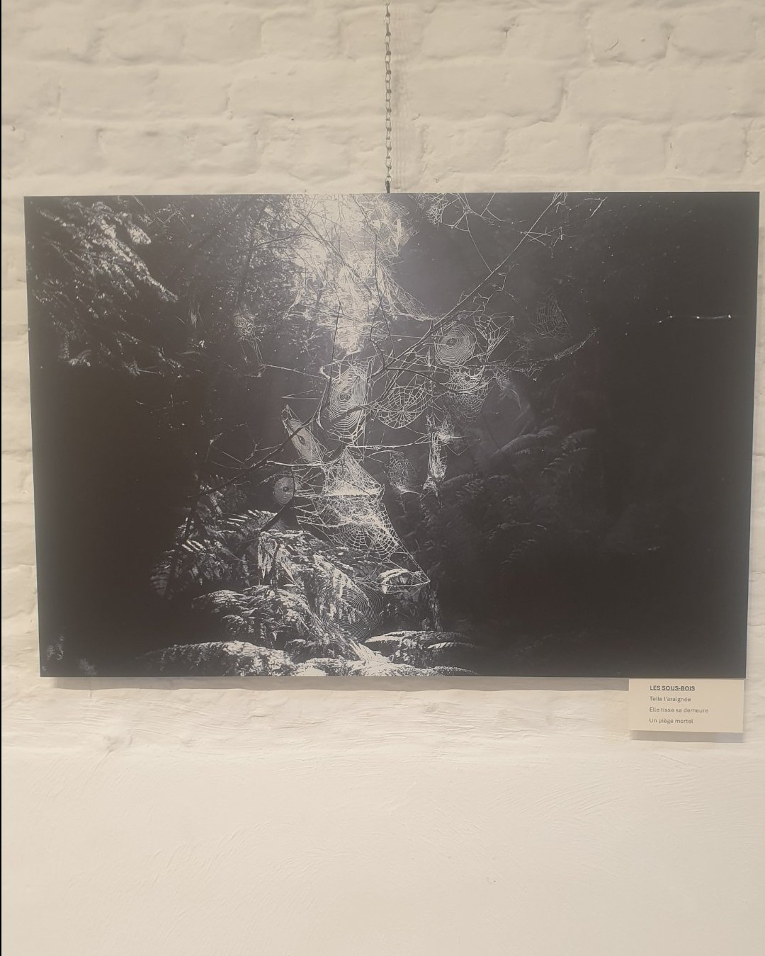 Photographie — Exposition "7 Regards" - Maison Stepman, Bruxelles
"Les sous-bois: Toile d'araignée" du photographe Lahouari Jilali.