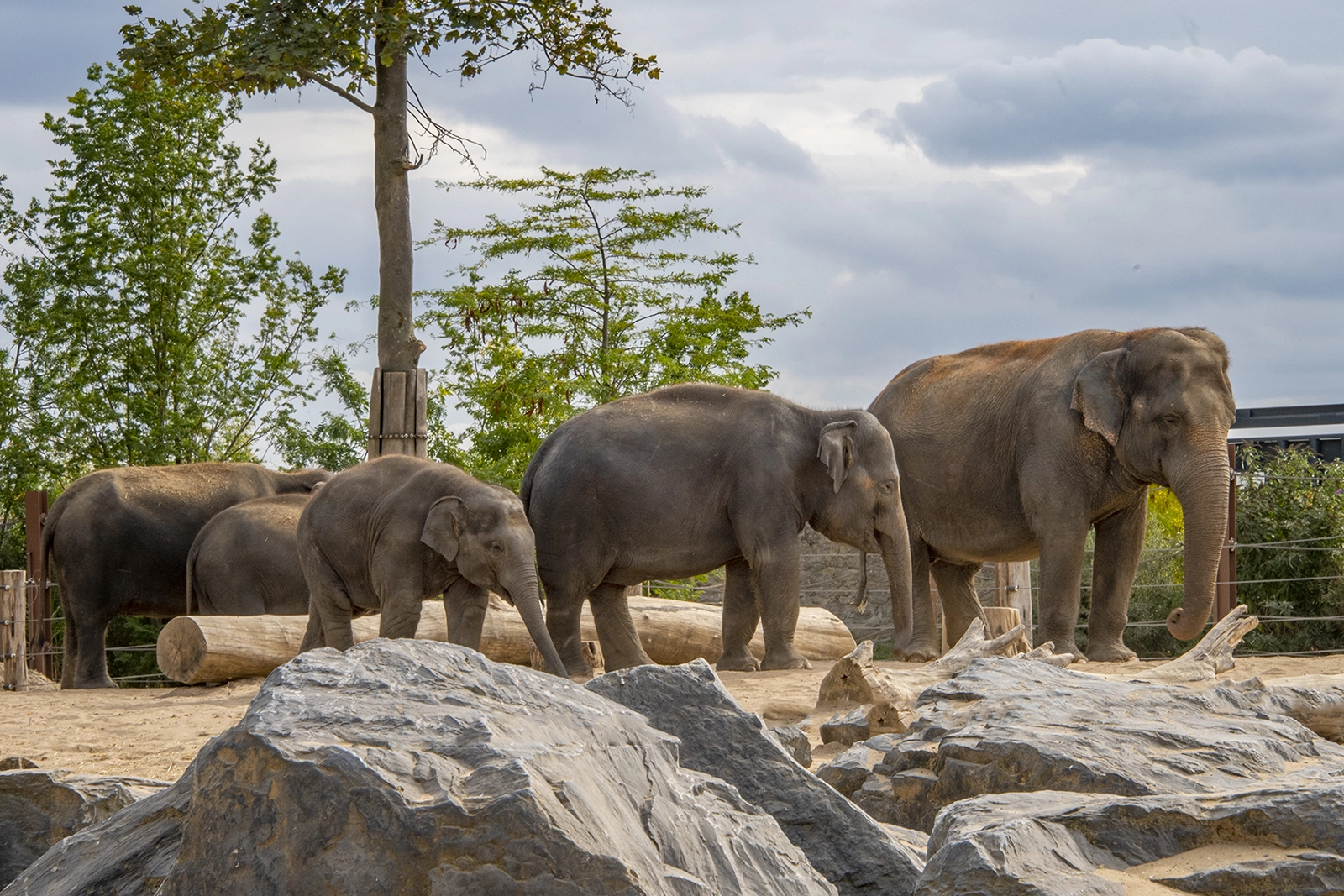 Trois éléphants adultes dans un enclos avec rochers et bois, sous un ciel nuageux, dans une ambiance de parc zoologique.