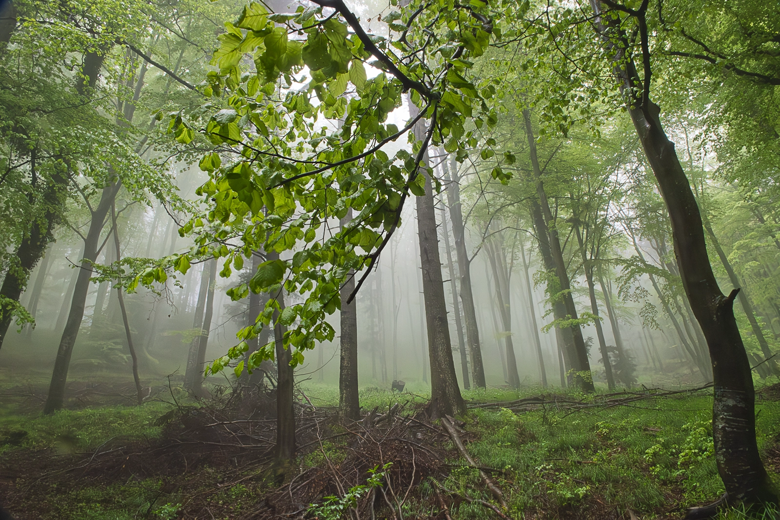 Forêt dense enveloppée de brume avec des troncs d'arbres noirs et un feuillage vert lumineux au premier plan, prise de vue de Didier Vaneesbeck.