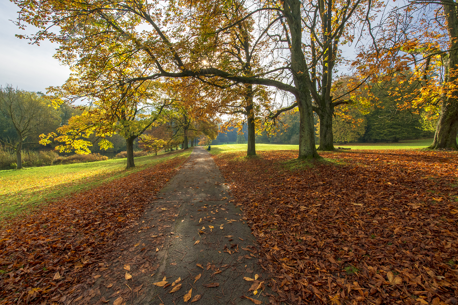 Une allée ombragée couverte de feuilles ocre et brunes s'étend vers l'horizon, encadrée par de majestueux arbres aux feuillages jaune d'or en automne, sous un ciel clair.
Didier Vaneesbeck