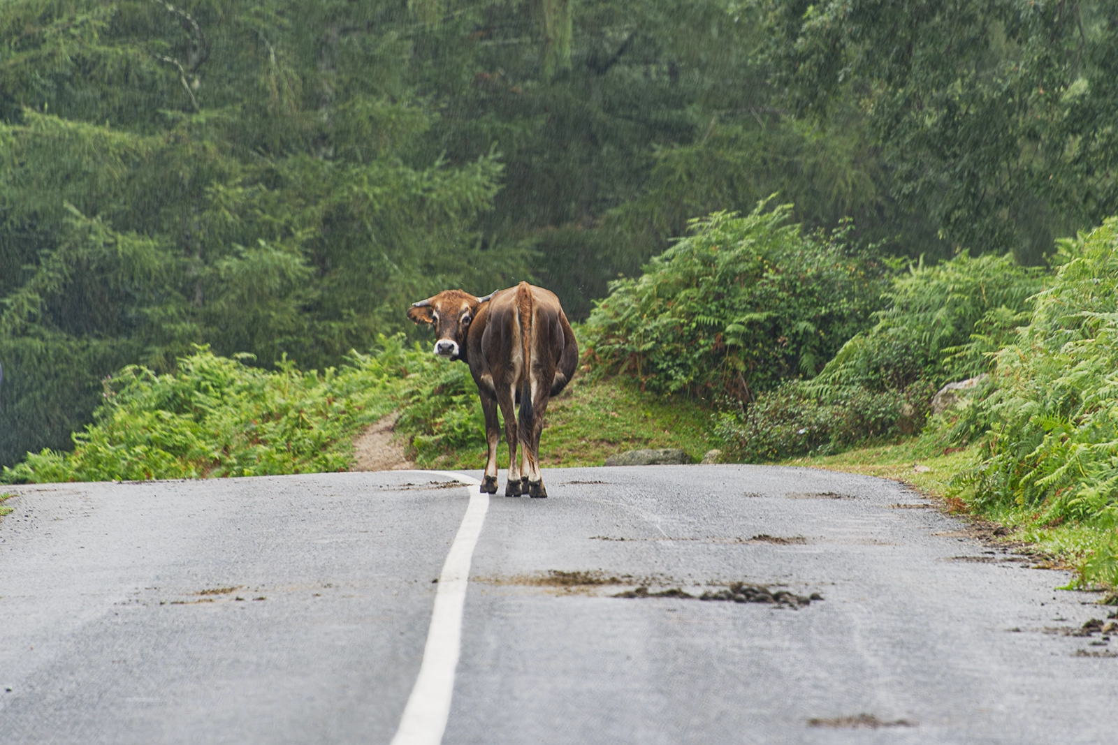 Une vache brun-roux se tient au centre d'une route de montagne, face à la caméra, encadrée par une forêt dense de sapins verts de chaque côté.