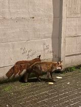 Renard roux en balade devant ma fresque renard. On dirait que mon oeuvre prend vie. — Rose de la Haye