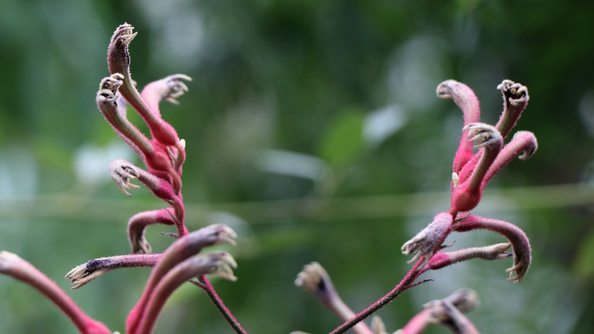 Les fleurs, miroirs de nos humanités [Citation]