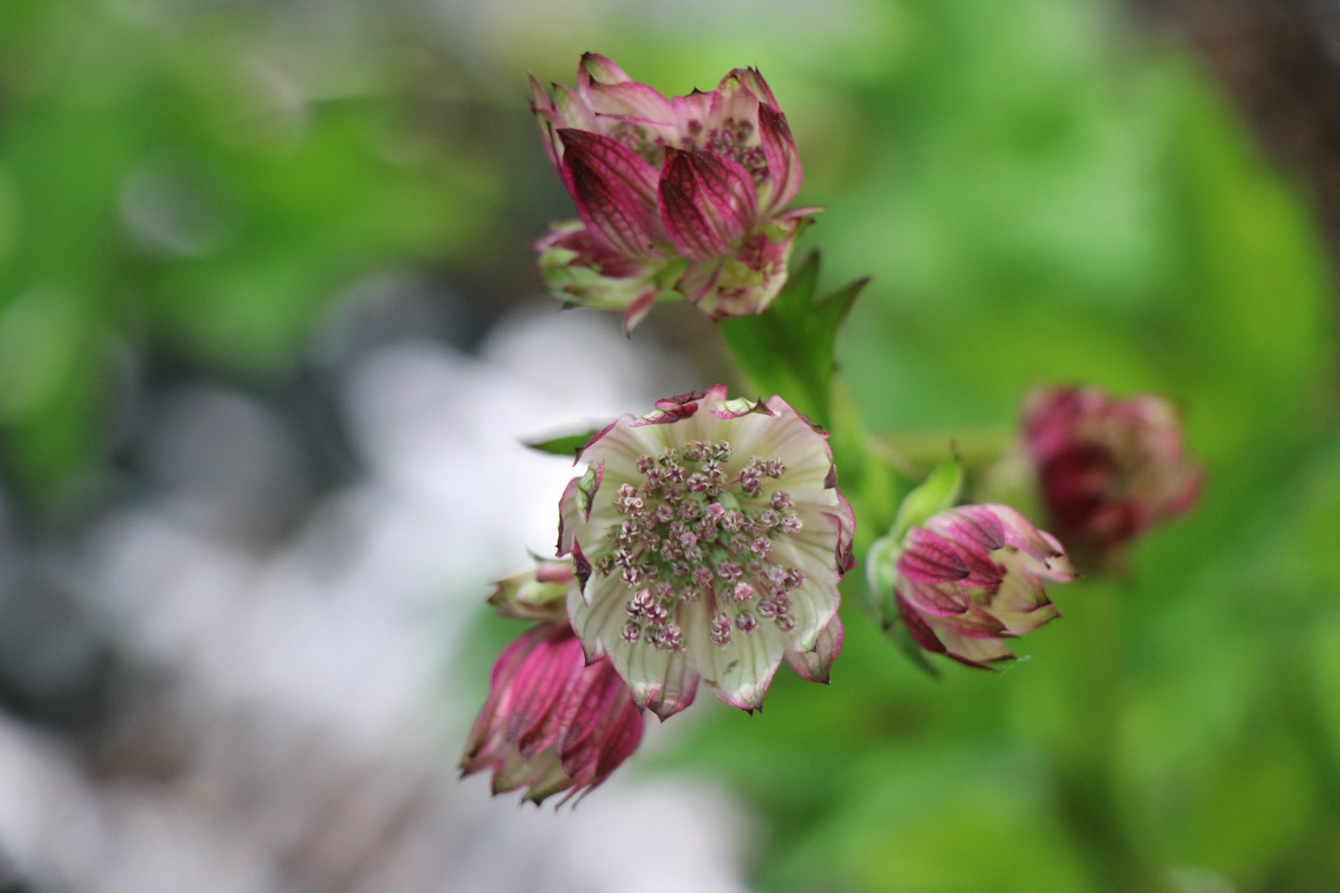 Les fleurs, miroirs de notre humanité [Citation]