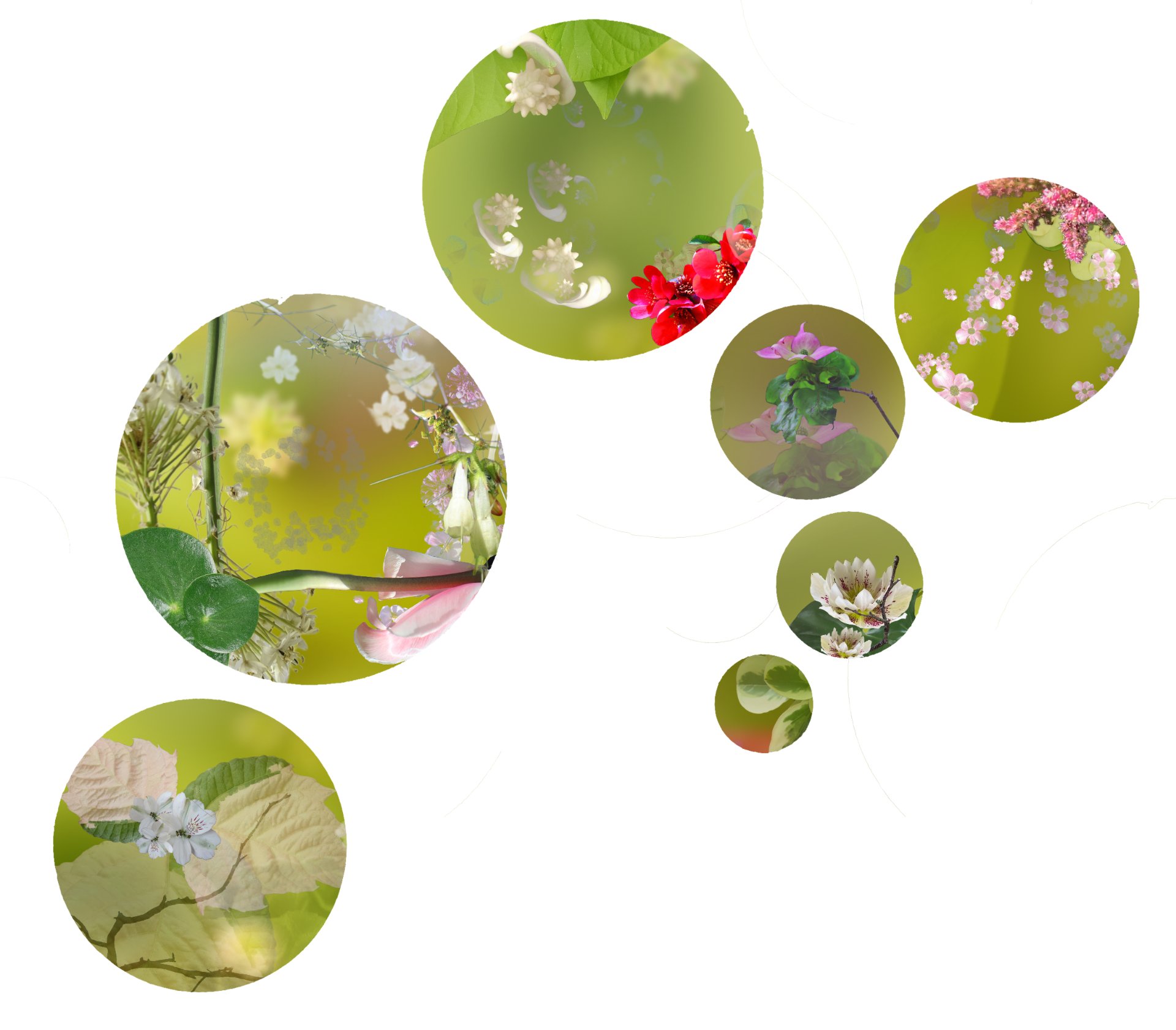 Les fleurs révèlent l'enfance aux yeux émerveillés