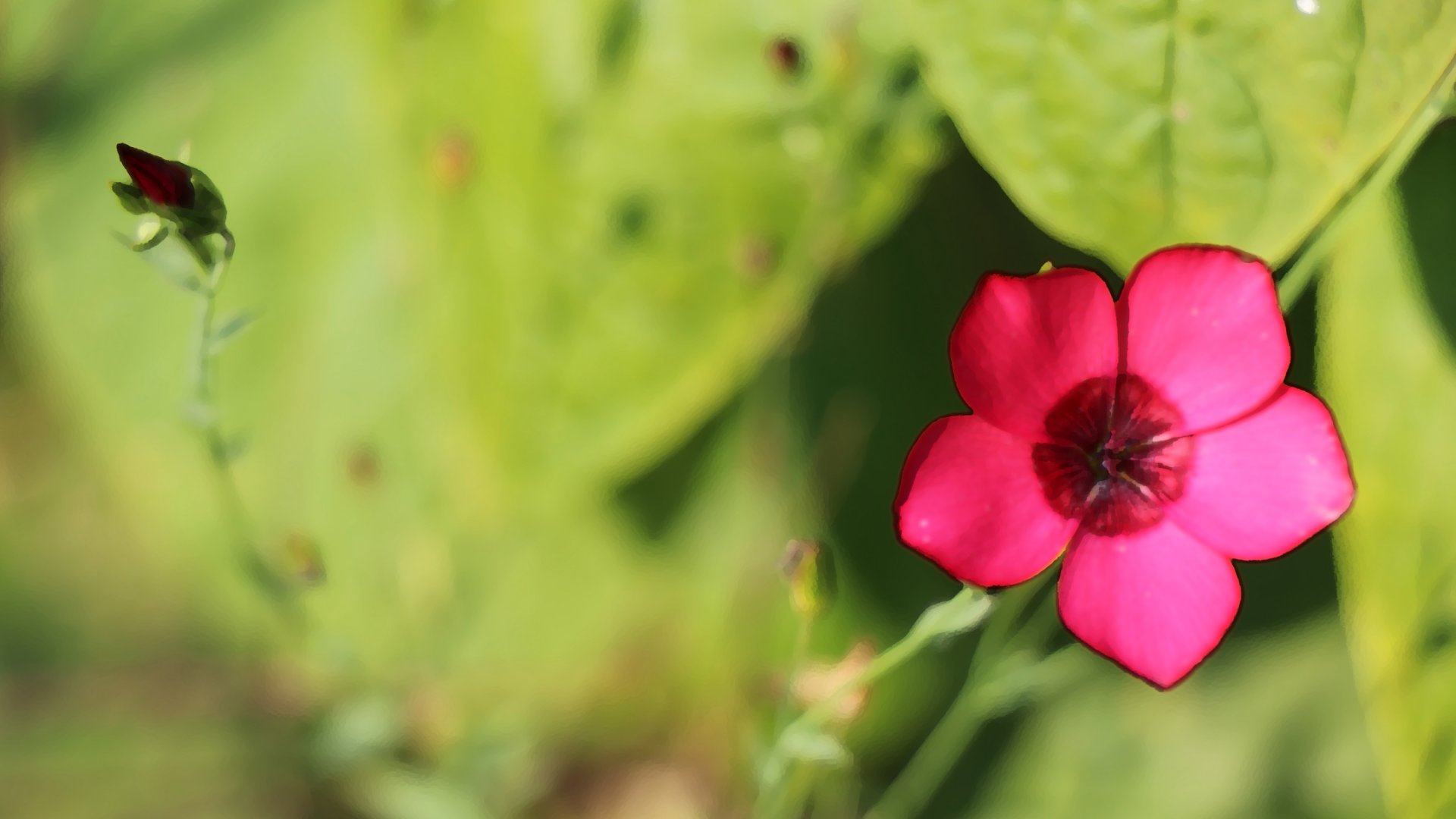 Les fleurs, richesse de l'enfance