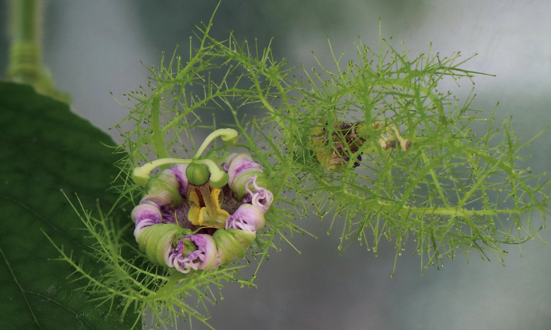 On attend rien d'une fleur  [Citation]