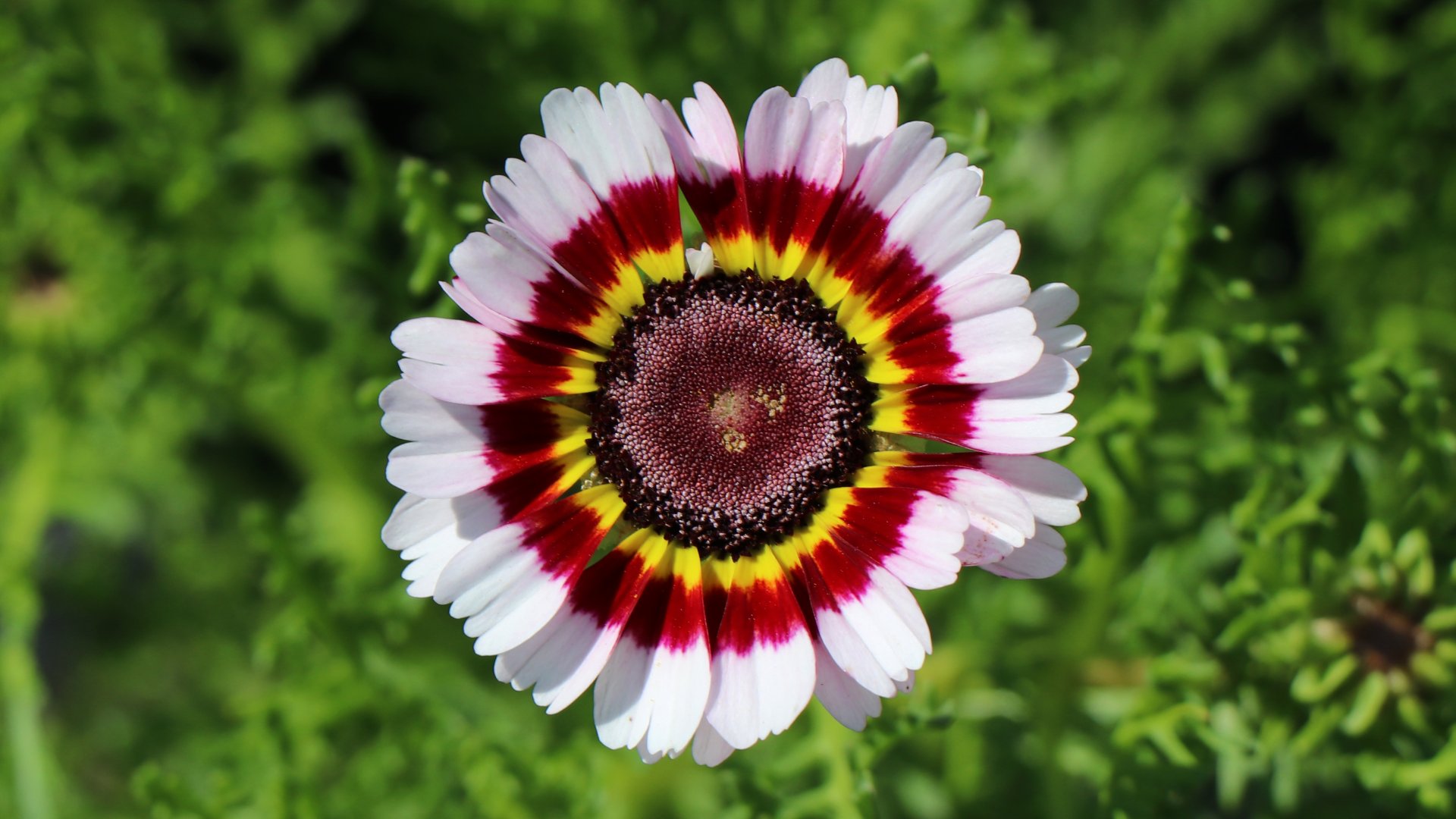 On n'attend rien d'une fleur