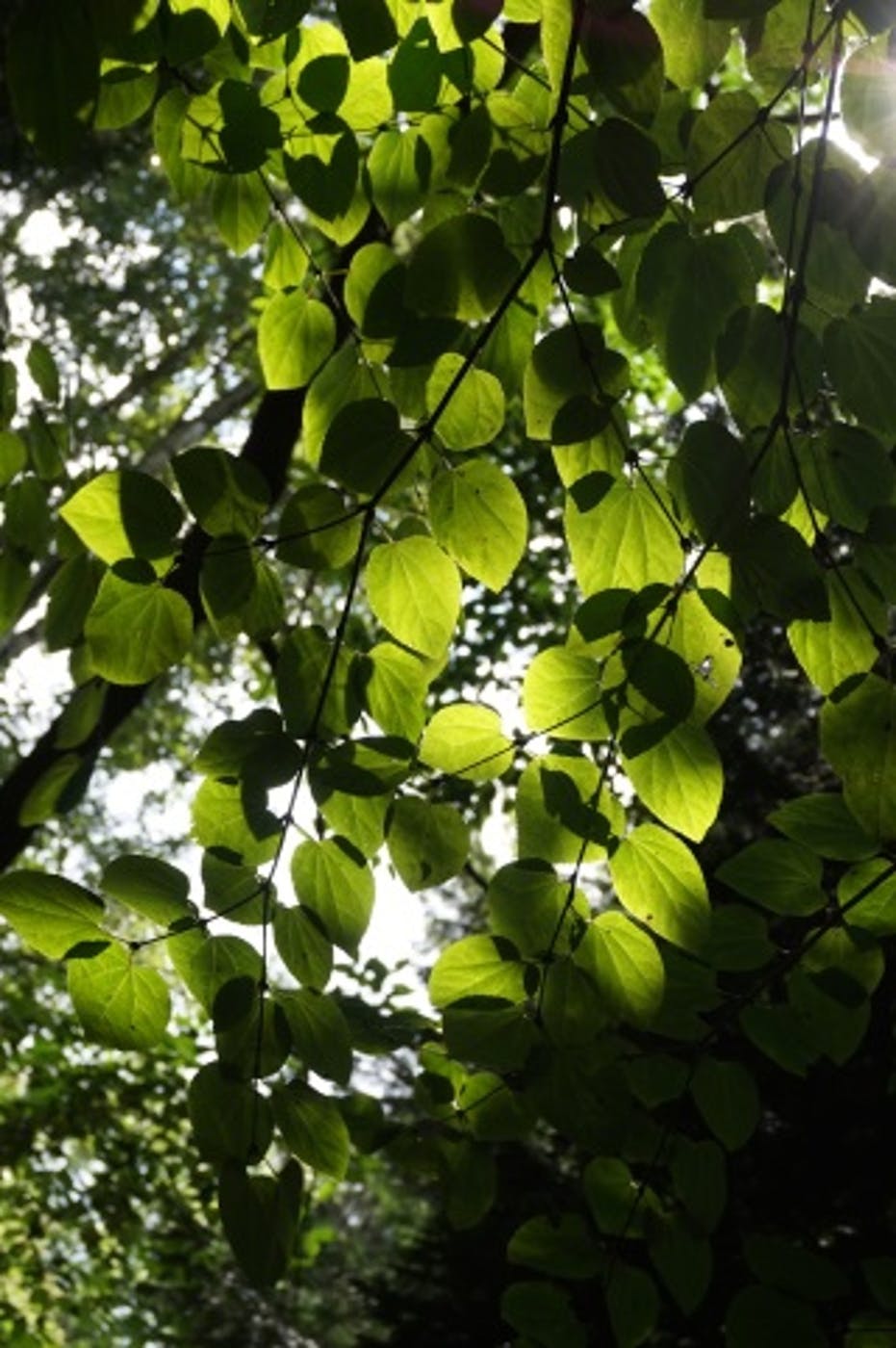 Visite guidée A la rencontre de l'arbre - Auderghem - Bruxelles
