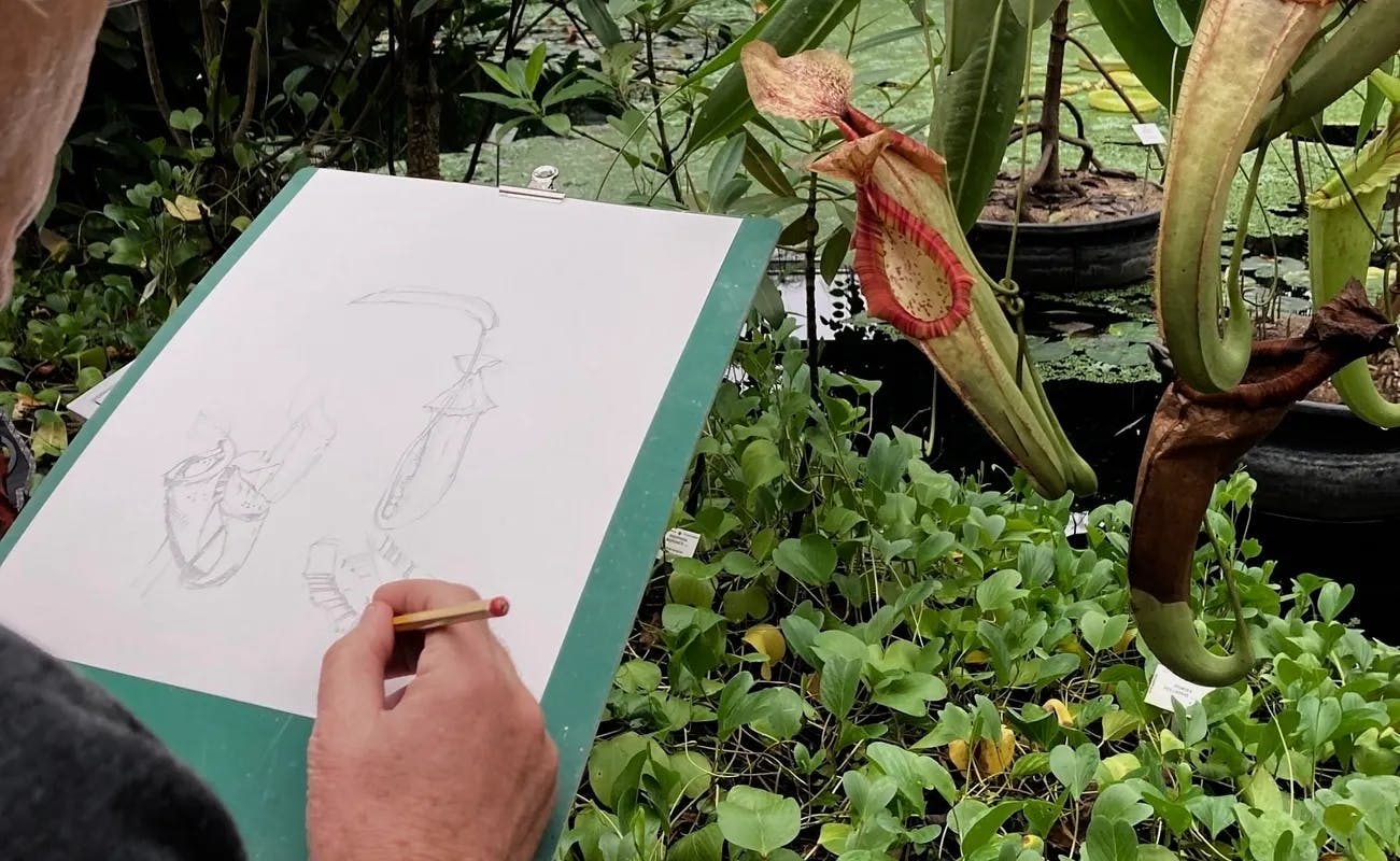 Atelier de dessin naturaliste et d'aquarelle avec Marijke Meersman (débutants)