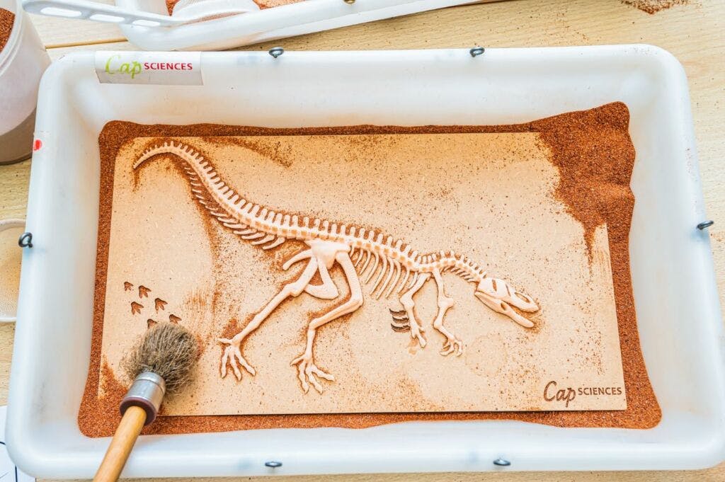 Atelier découverte : Expédition dinosaures - Bruxelles