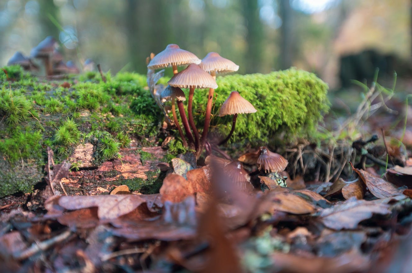 Visite guidée Les champignons de la forêt de Soignes, ces spores de compétition - Watermael-Boitsfort - Bruxelles