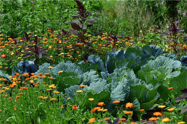 GC Op-Weule - Potager et compost - Environnement et nature - Woluwe