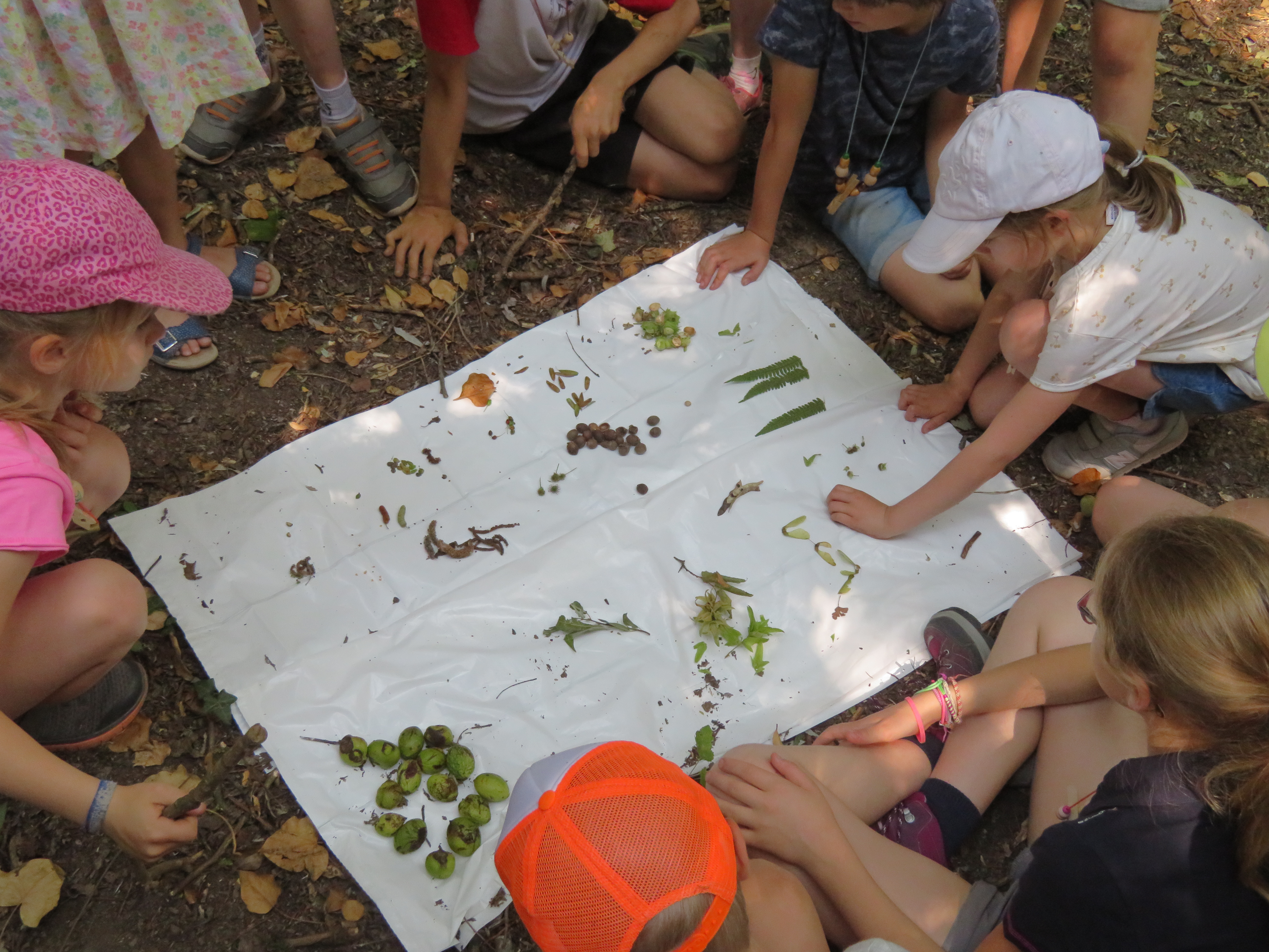 Zomernatuurkamp in het park